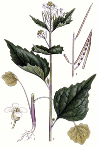 Afficher une image agrandie alliaria petiolata