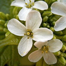 Alliaire officinale : les fleurs