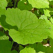 Afficher l'image originale Alliaire officinale : les feuilles