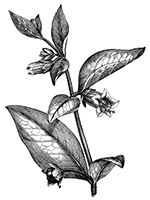 Belladonne : herbier