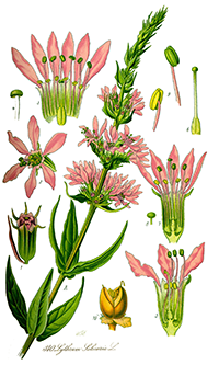 lythrum  salicaria