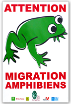 Attention migration amphibiens