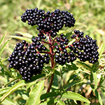 sureau yèble : les fruits murs