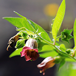 Belladonne : les fleurs