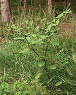 Belladonne : la plante