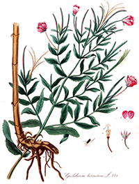 Afficher une image agrandie epilobium hirsutum