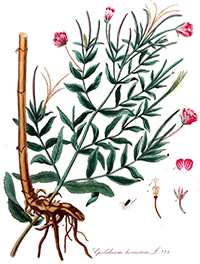 epilobium hirsutum