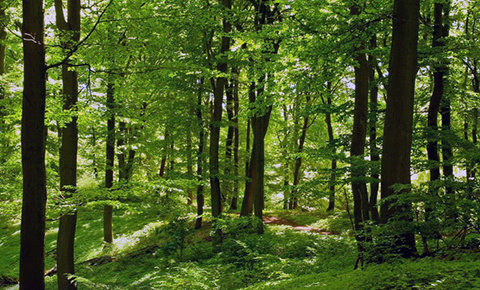 spécification photo