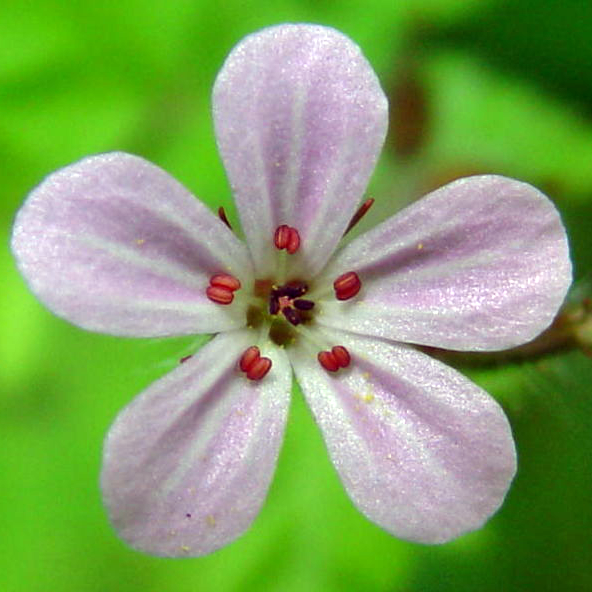 Herbe à Robert : les fleurs