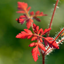 Herbe à Robert : les feuilles