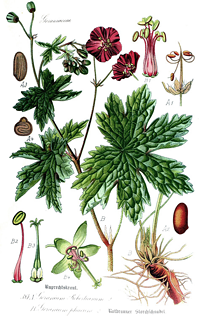 Afficher une image agrandie alliaria petiolata
