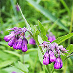 Grande consoule : les fleurs