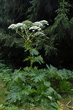 Afficher l'image originale La berce du Caucase : Heracleum mantegazzianum