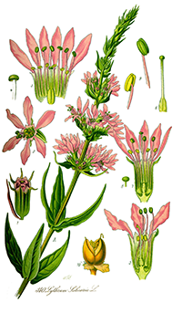 Afficher une image agrandie lythrum salicaria