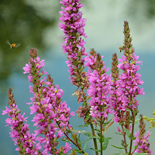 Salicaire commune : les fleurs