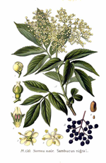 sambucus nigra