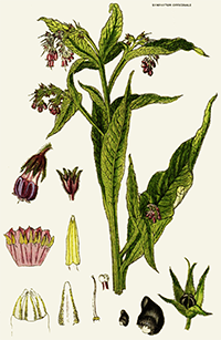 symphytum officinale