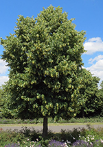 Tilleul à feuilles en cœur : Un arbre jeune