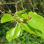 Tilleul à feuilles ne cœur : les jeunes feuilles