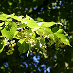 Tilleul à feuille en cœur : les fleurs