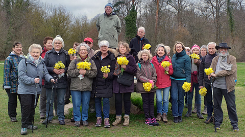 Les jonquilles