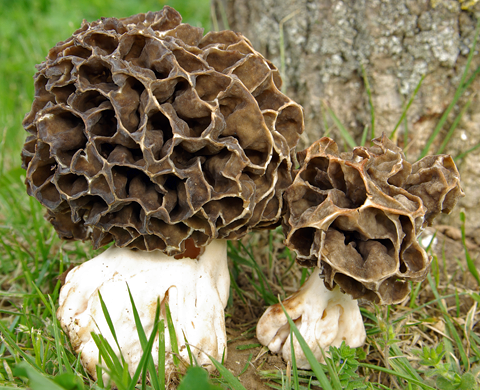 Les morilles